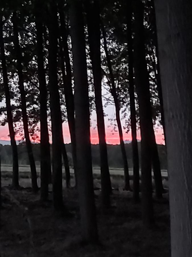 Bonita Cabana De Los Arboles En La Rioja , Durmiendo Entre Arboles Anguciana Ngoại thất bức ảnh